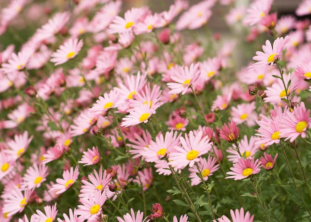 Argyranthemum pink flowers silver bush flower 6