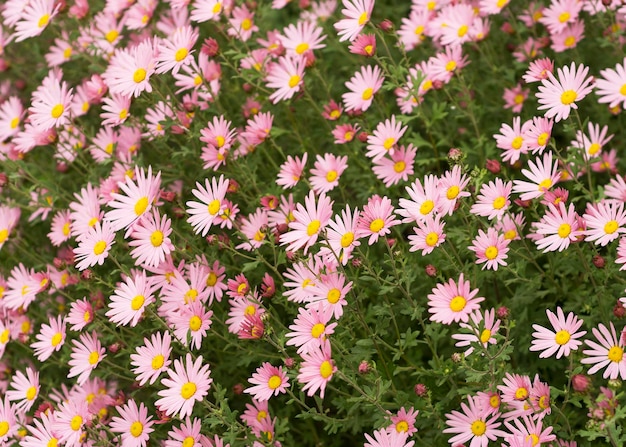 Argyranthemum roze bloemen zilveren struikbloem 7