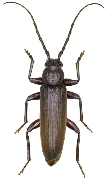 Arhopalus rusticus beetle specimen