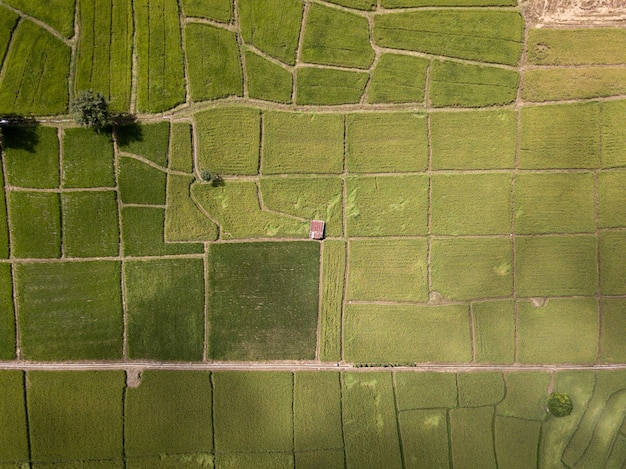 Фото arial взгляд старого гальванизированного коттеджа в рисовых полях растя. концепция сельского хозяйства