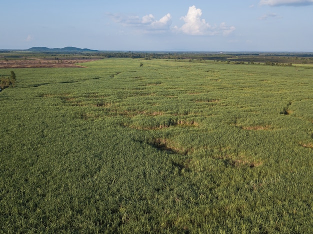 Фото arial вид полей сахарного тростника, растущих во второй половине дня с тенью облаков и природы .. концепция сельского хозяйства