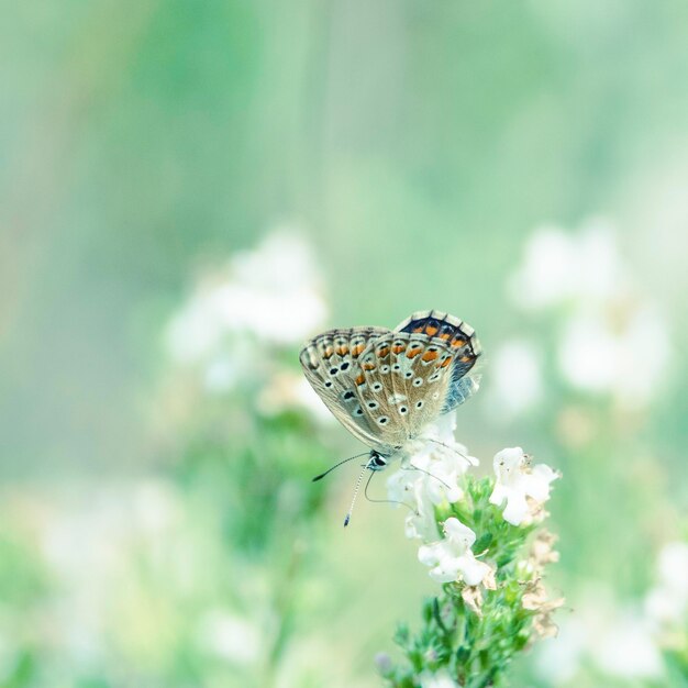 Aricia agestis at cetina river spring