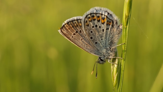 Aricia anteros basking in the sun on the grass, summer day