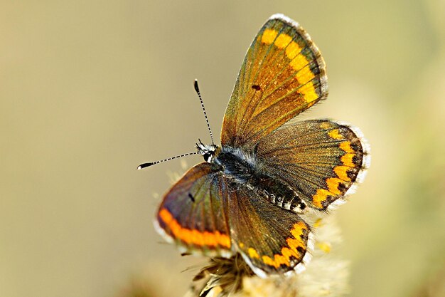 Aricia cramera o murena è una farfalla della famiglia dei lycaenidae