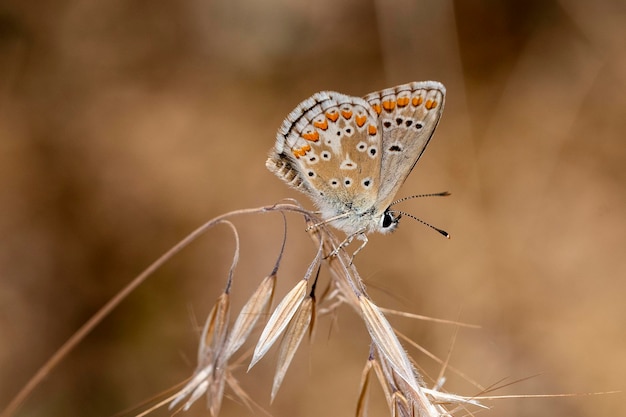 Aricia cramera или мурена — бабочка семейства Lycaenidae.