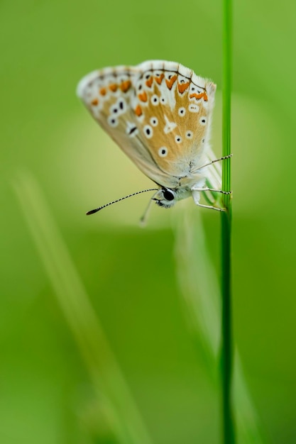 Aricia cramera of de murene is een vlinder uit de familie Lycaenidae