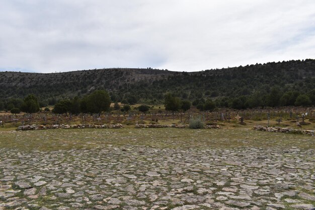 Photo arid landscape background with green trees