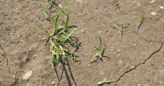 写真 乾燥した土壌の背景