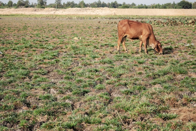 Arid soil and cow with sunlight.