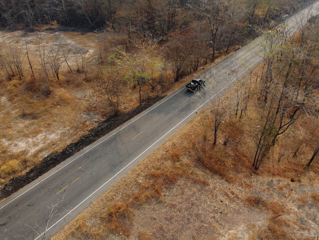 Foresta gialla arida, la strada nella foresta era piena di alberi anneriti dagli incendi boschivi.