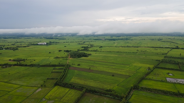 Ariel uitzicht op rijstvelden in thailand