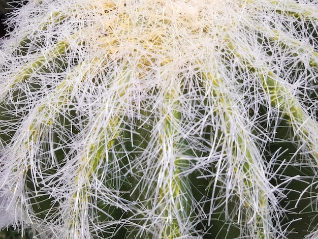 Aritificial cactus in pot on sale in shopping mall