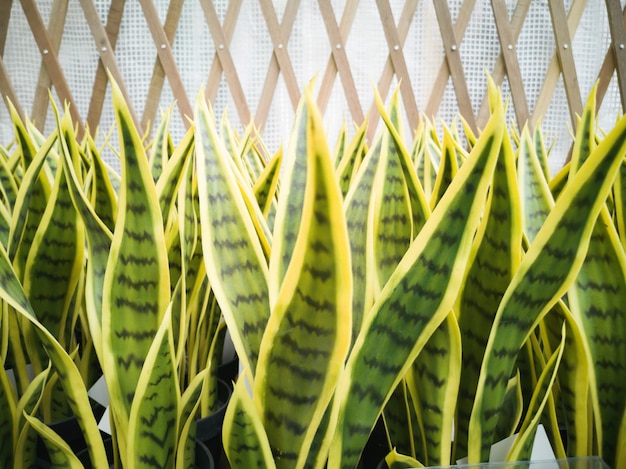 Foto piante artificiali di sansevieria, pianta serpente