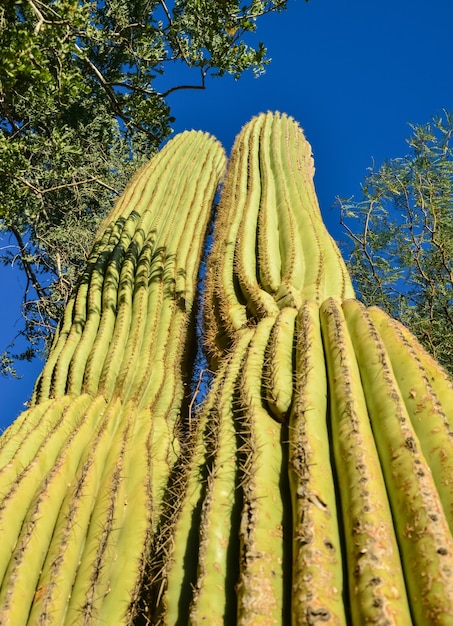 Фото Аризонские кактусы вид на кактус сагуаро carnegiea gigantea с его основания.