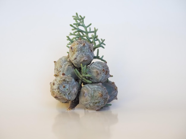 アリゾナ ヒノキ種子学名 Cupressus arizonica