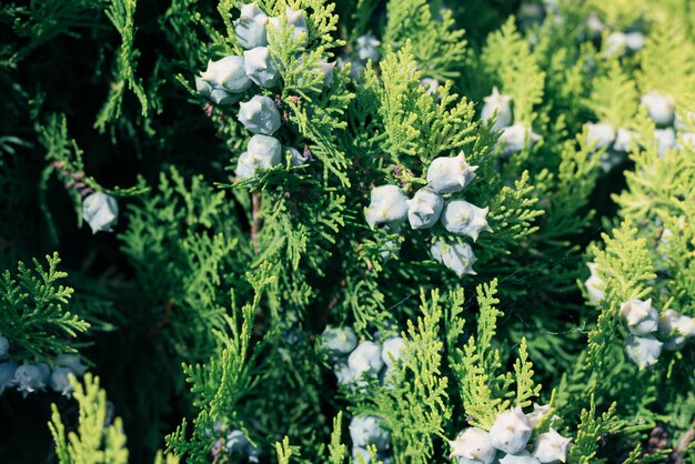 Photo arizona cypress tree background