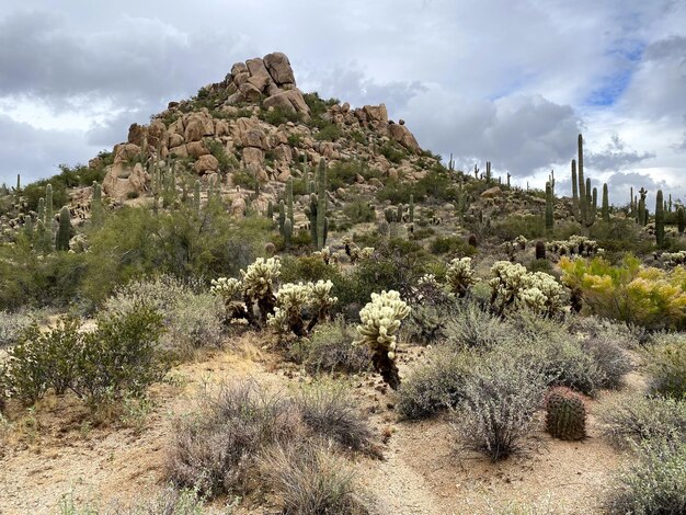 Arizona desert landscapes United States