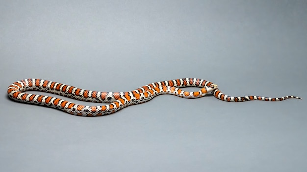 Arizona Mountain Kingsnake Isolated on Grey