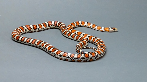 Foto arizona mountain kingsnake isolato su grigio