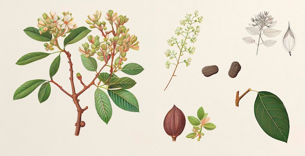 Arjun (Terminalia Arjuna). Botanische illustratie op wit papier. De beste geneeskrachtige planten.