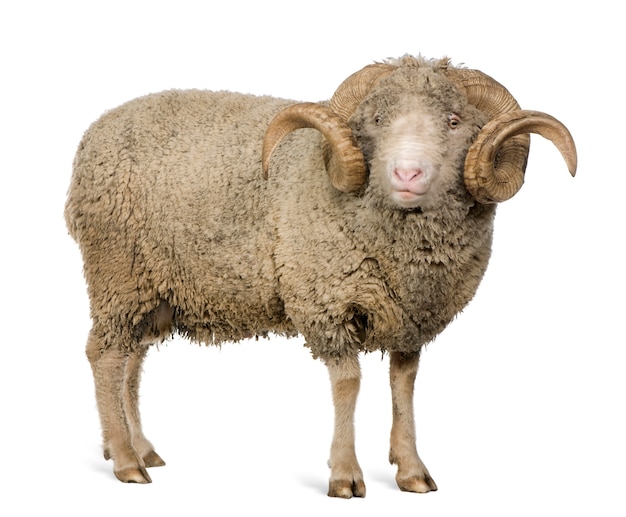 Arles Merino schapen, ram, staand