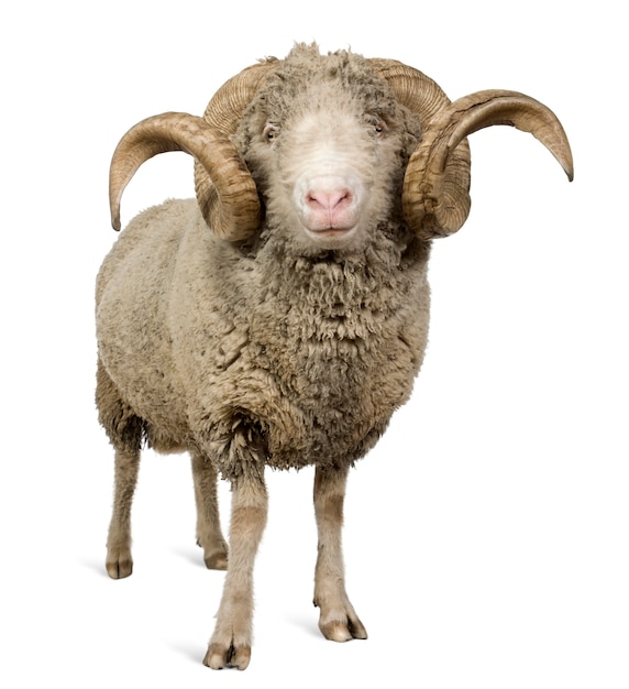 Arles Merino schapen, ram, staand