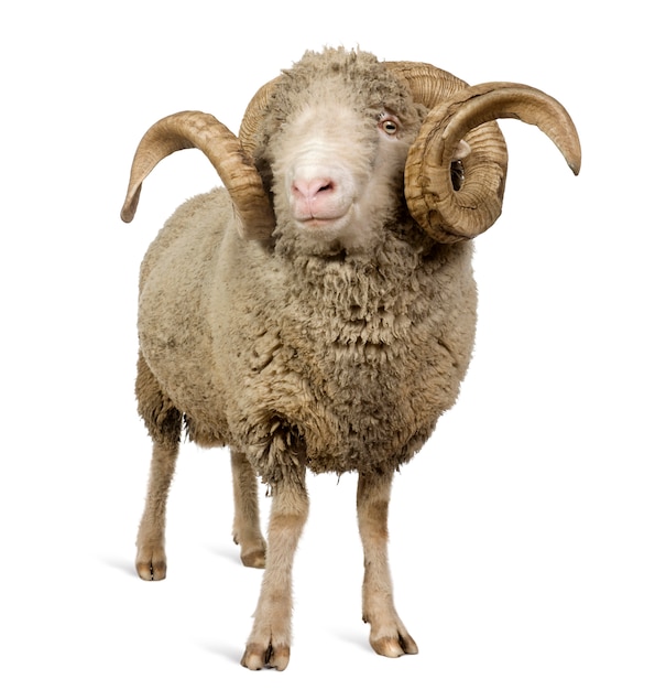 Arles Merino schapen, ram, staand