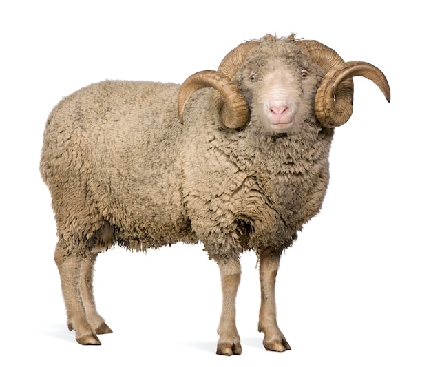 Arles Merino sheep, ram, standing