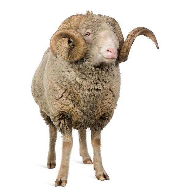 Arles Merino sheep, ram, standing