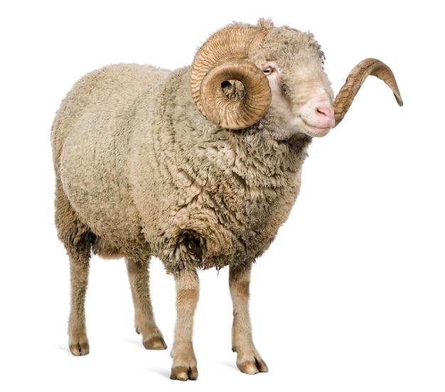 Arles Merino sheep, ram, standing