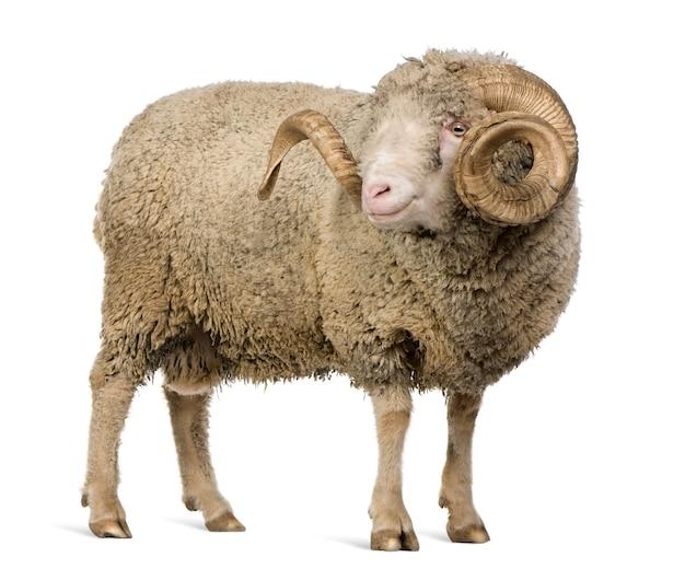 Arles Merino sheep, ram, standing