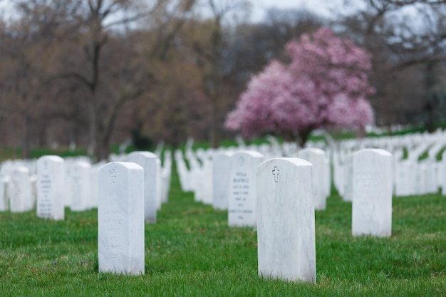 Foto cimitero nazionale di arlington con bello cherry blossom e lapidi, washington dc, usa