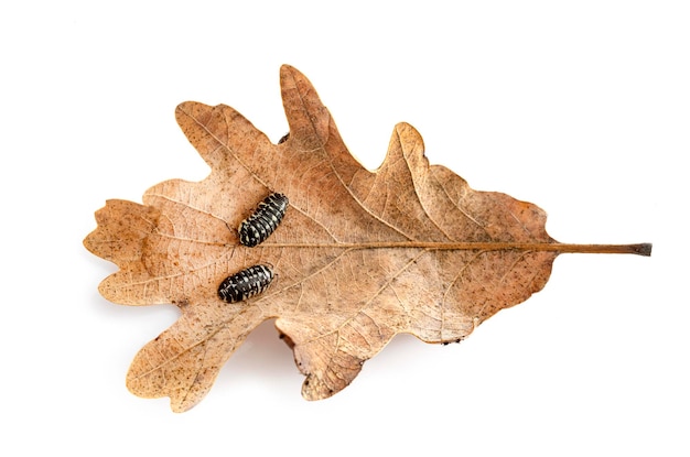 Armadillidium maculatum in de studio