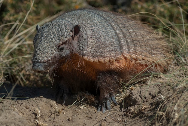 Foto armadillo chaetophractus villosus penisola valdez chubutpatagonia argentina