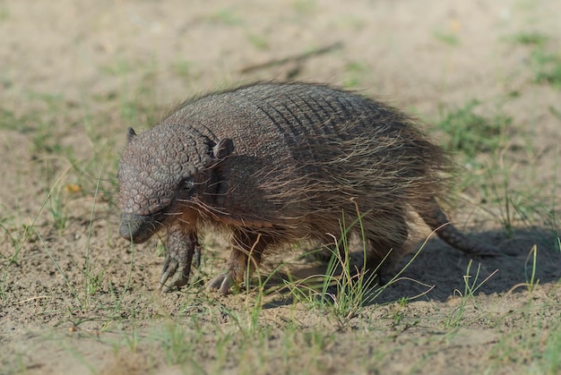 Armadillo digging his burrow La Pampa Patagonia Argentina