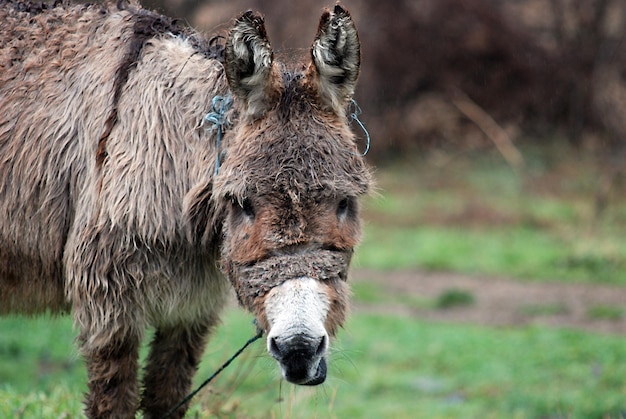 Arme natte ezel in de regen.