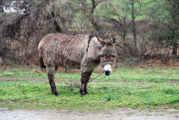 Arme natte ezel in de regen.