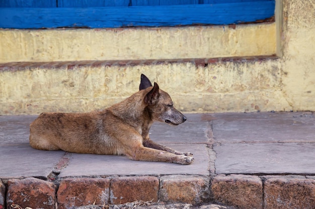 Arme ongewenste dakloze hond in de straten van de oude stad van Trinidad Cuba