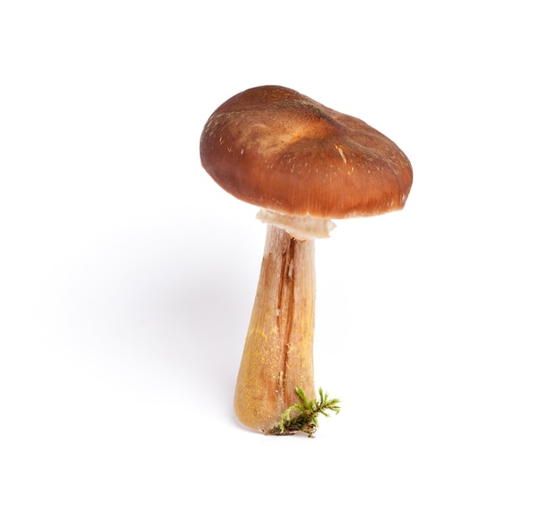 Armillaria (Kuehneromyces mutabilis), geïsoleerd op wit