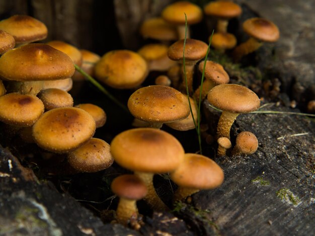 Armillaria mellea honey agarics on a rotten stump in the forest Beautiful edible mushroom