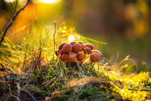 Armillaria mushrooms of honey agaric in a sunny forest. honey fungus are regarded in ukraine, russia, poland, germany and other european countries as one of the best wild mushrooms