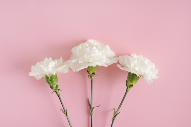 Arnation op roze achtergrond banner voor moederdag, bruiloft en valentijnsdag met kopie ruimte voor mock up. prachtige lentebloemen op papier bovenaanzicht