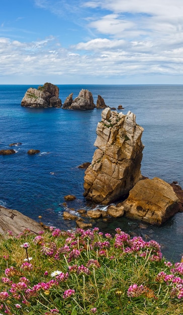 Arnia Beach (Spain) Atlantic Ocean coastline landscape with pink flowers in front.