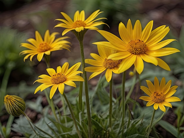 Photo arnica arnica montana in the garden