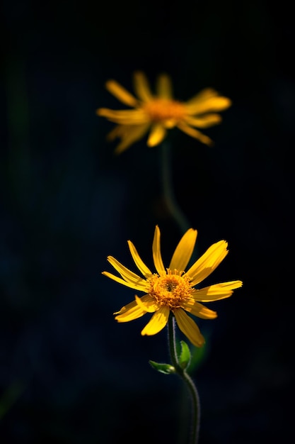 アルプスのアルニカモンタナの花オロビエロンバルディアイタリア