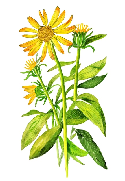 Arnica montana medicinale plant geïsoleerd op witte achtergrond Gen