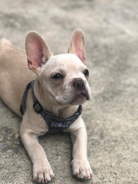 Photo arnie the french bulldog