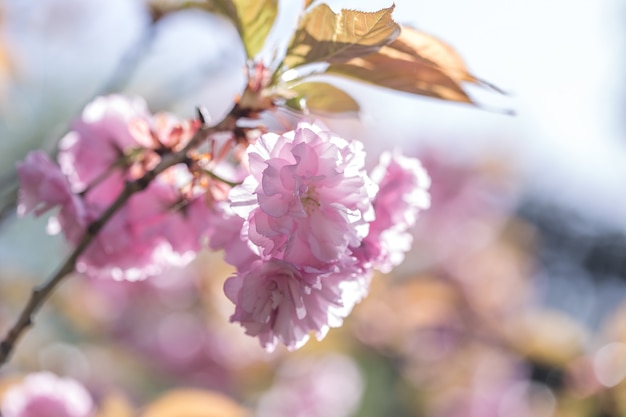 香りと香り。春のシーズン。優しさ。さくらの枝。香水のコンセプトです。さくらの花。背景の桜の花をクローズアップ。花の背景。植物園のコンセプトです。優しい花