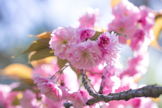 Aroma and fragrance. Spring season. Tenderness. Branch of sakura. Perfumery concept. Sakura flowers. Sakura flowers on background close up. Floral backdrop. Botanical garden concept. Tender bloom