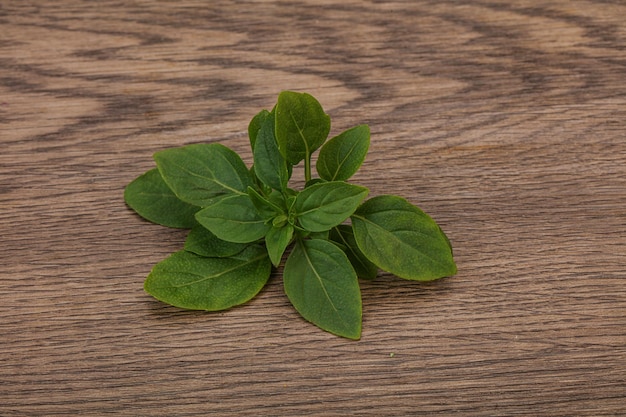 Aroma kruiden groene basilicum bladeren